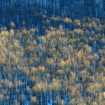 Vittorio Ricci - “Winter beech trees forest”