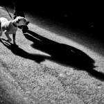 Anna Maria Noto - "Il cane e l'ombra"