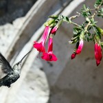 Proserpio Simona - Il colibrì