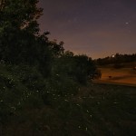 Sgallippa Lorenzo - Luci nella notte